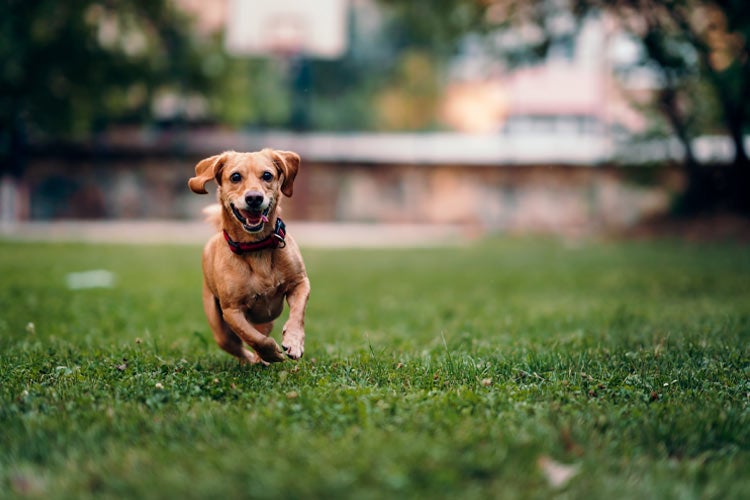 Who's responsible if my neighbors dog bites a stranger on my property