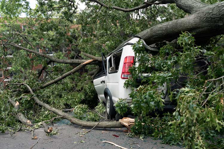 What If a Neighbor's Tree Falls on My Home in TN? | Independent Agents