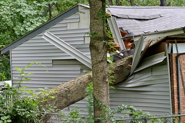 Neighbor's Tree Fell onto My Home | Who's Responsible | Independent Agents