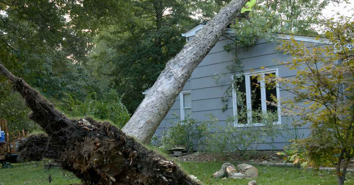 What If a Neighbor's Tree Falls on My Home in TN? Independent Agents
