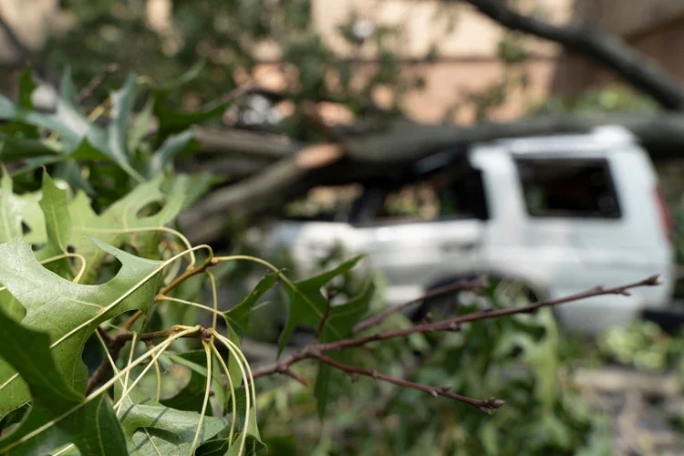 A car destroyed by a fallen tree blown over by heavy winds. In Mississippi, Who’s Responsible if a Neighbor’s Tree Destroys My Car?