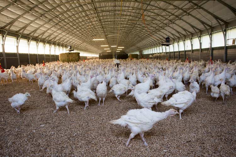Turkey Farm Insurance in South Carolina