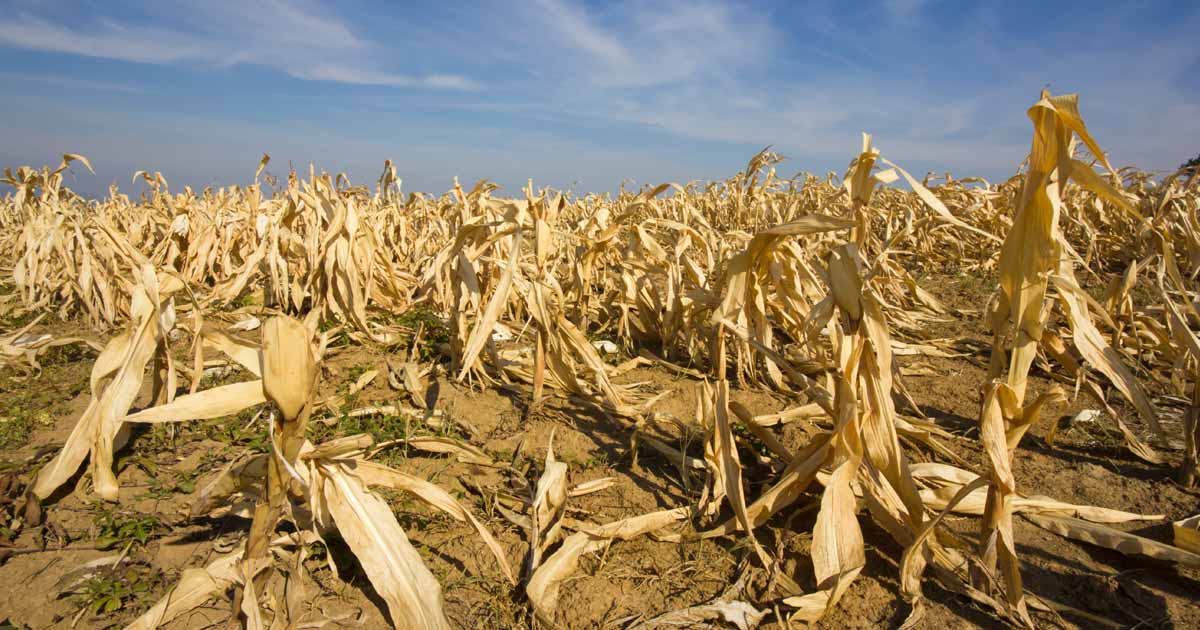 Does Crop Insurance Cover Drought? Kentucky Independent Agents