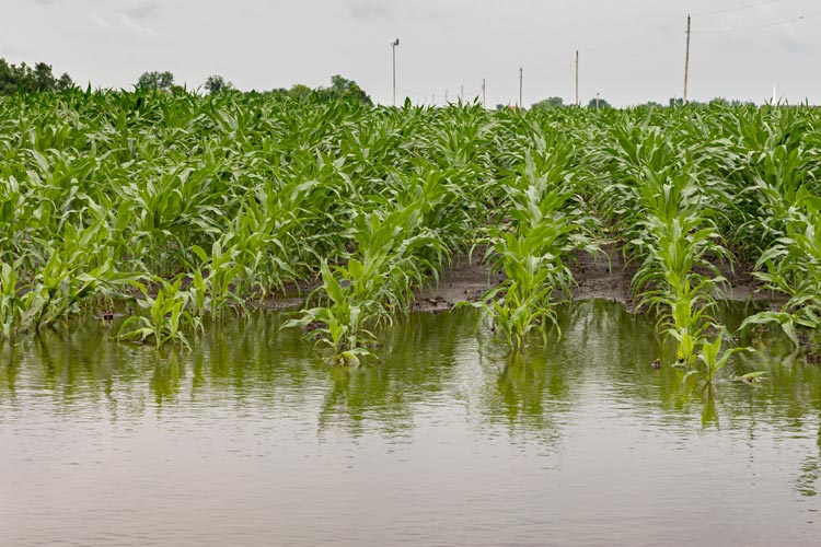 Is crop insurance tax deductible