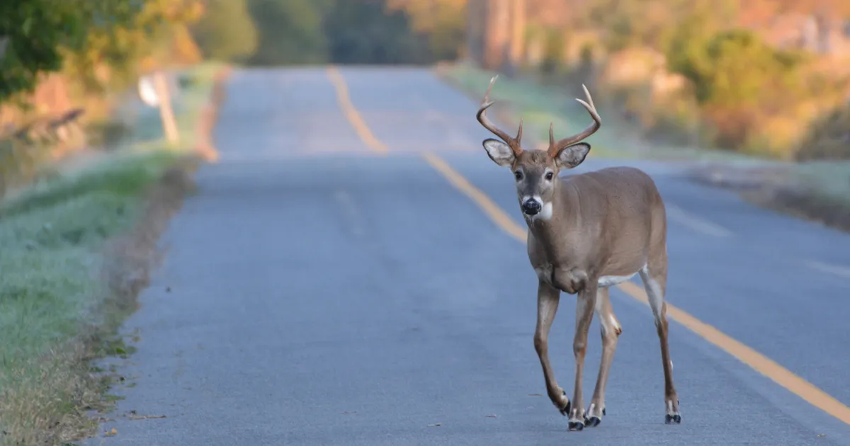 If I Hit a Deer with My Car, Will Insurance Pay? Independent Agents