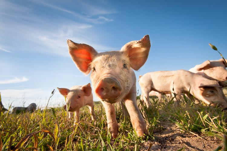 Pig Farm Insurance in South Carolina