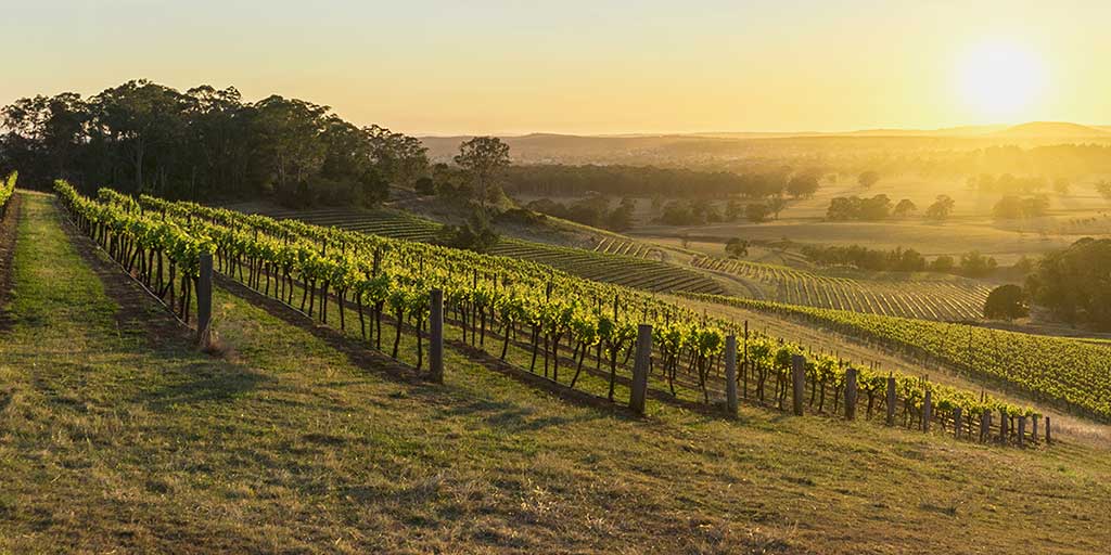 Australian Wine The trailblazers of Hunter Valley