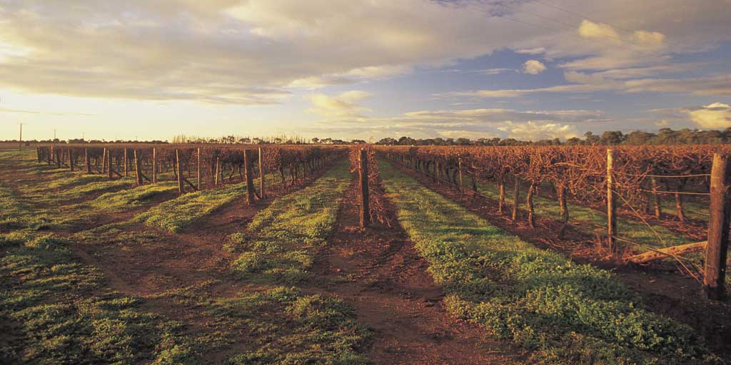 Australian Wine Coonawarra Wine Region