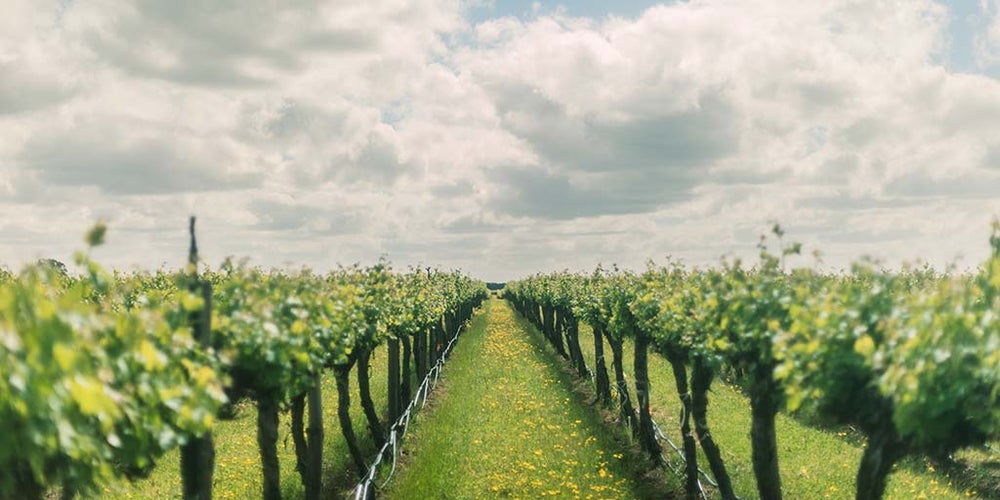 Australian Wine Eden Valley Wine Region