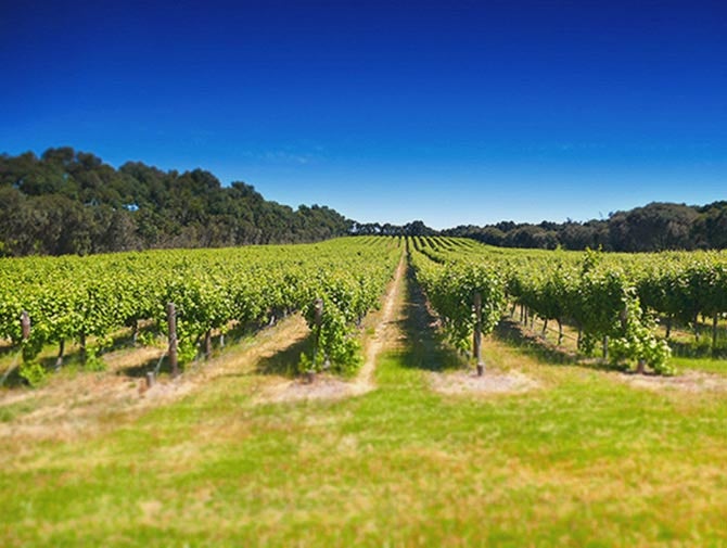 Australian Wine | Coonawarra Wine Region