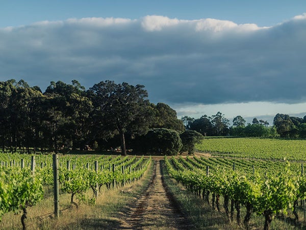 Australian Wine | The ultimate guide to Western Australia’s wine regions