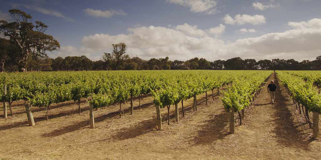 Australian Wine Langhorne Creek Wine Region