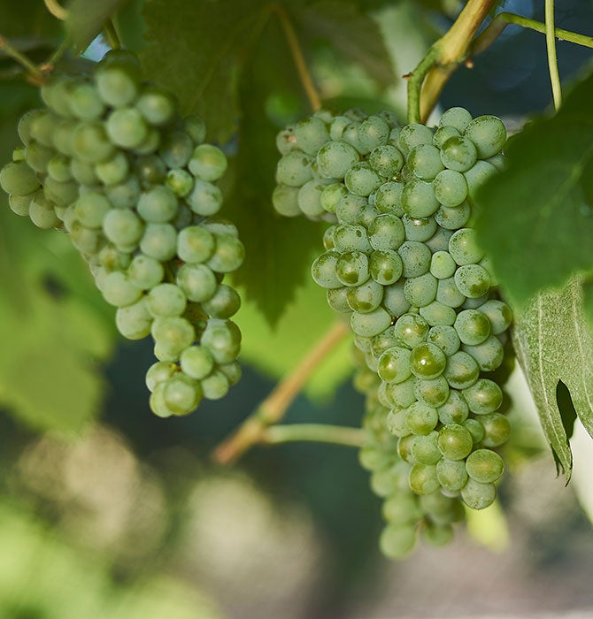 Australian Wine 6 top grape varieties you need to know