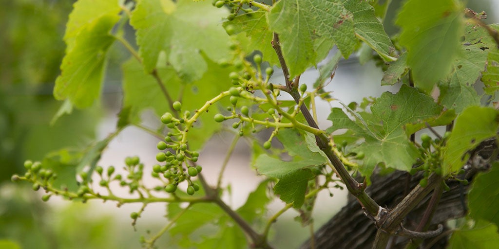 Australian Wine | Home