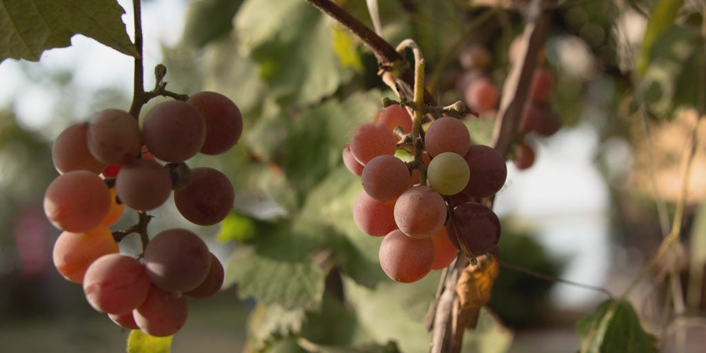 Australian Wine | Pinot Grigio/Gris