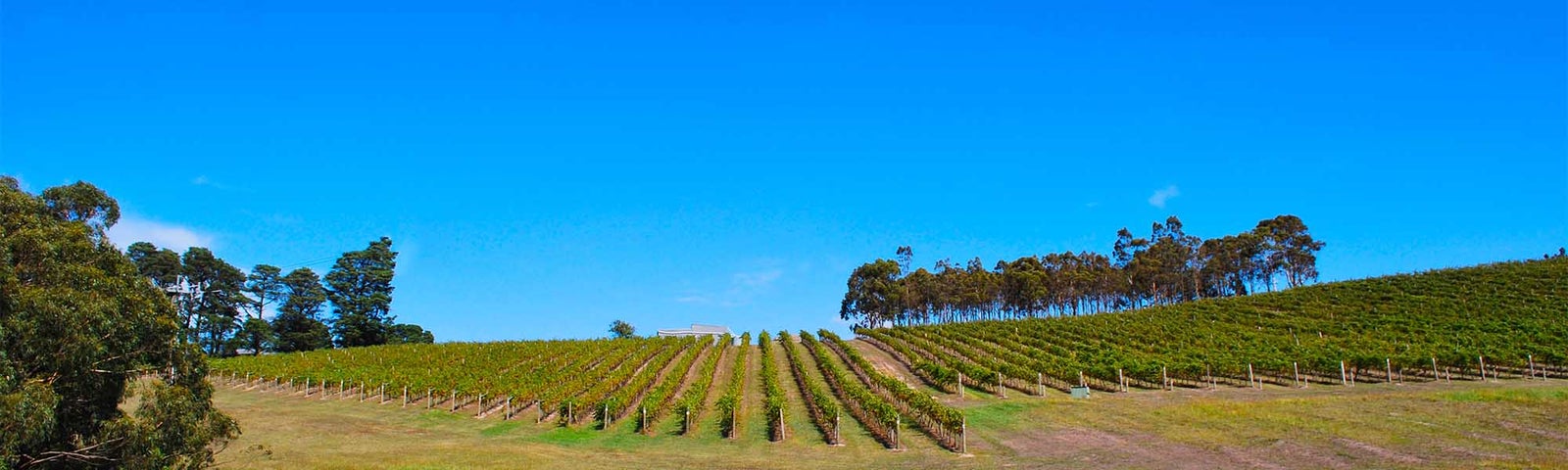 Australian Wine | Yarra Valley wine region