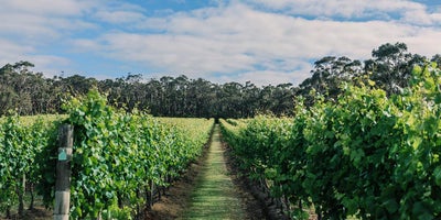 Australian Wine | Stuart Marshall