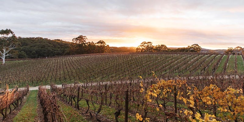 Australian Wine Adelaide Plains wine region
