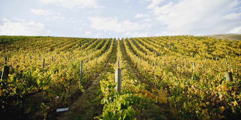 Australian Wine Geelong wine region