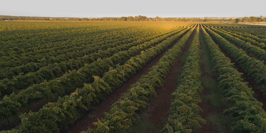 Australian Wine | Riverina wine region