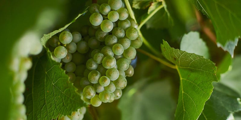 Australian Wine Sparkling wine