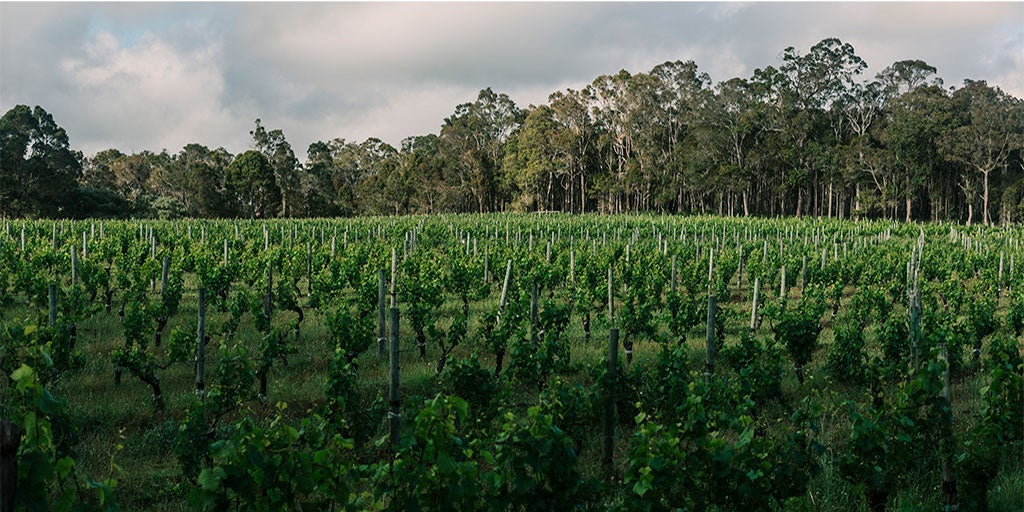 Australian Wine | Margaret River: rapid rise of a star region