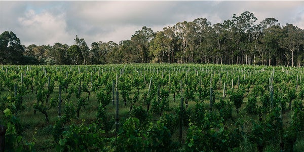 Australian Wine | Simone Furlong