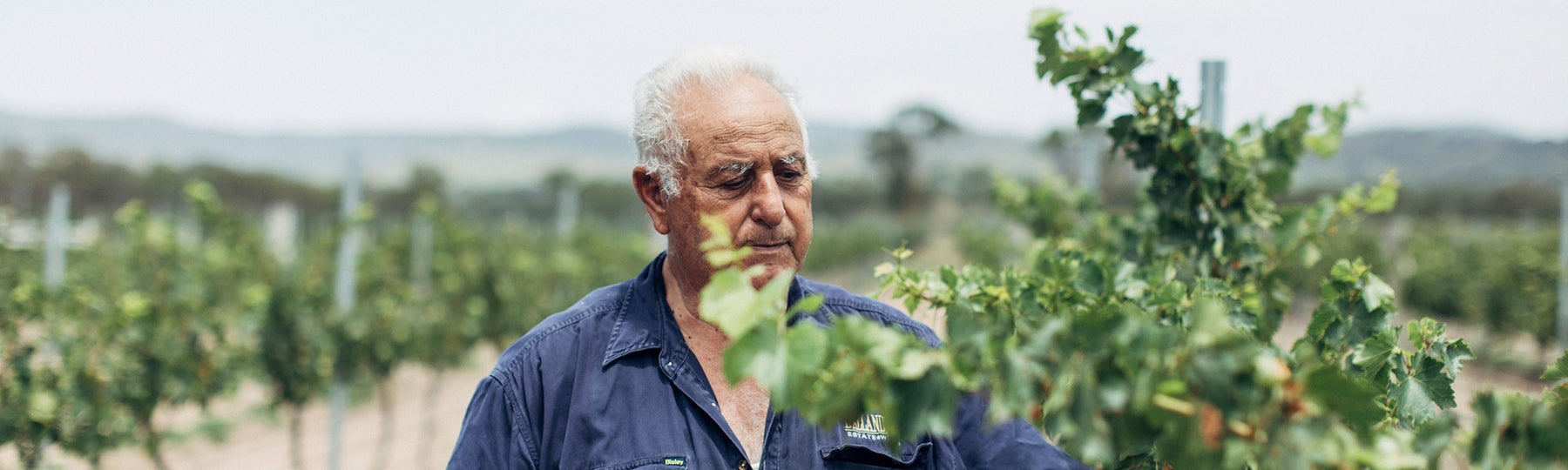 Australian Wine | Angelo Puglisi