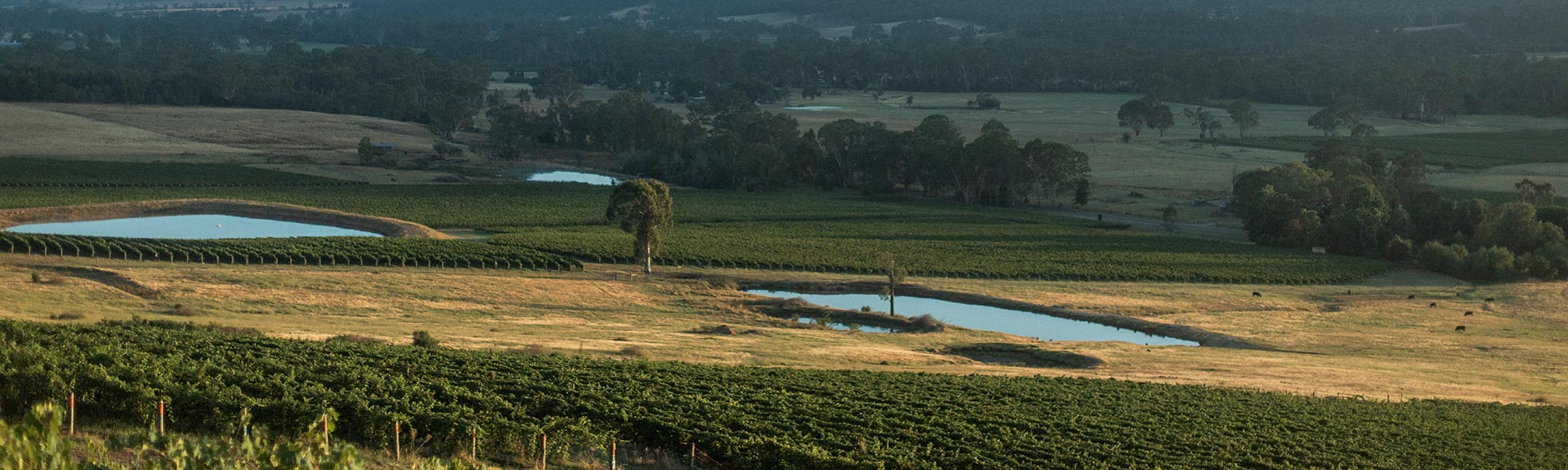 Australian Wine King Valley wine region