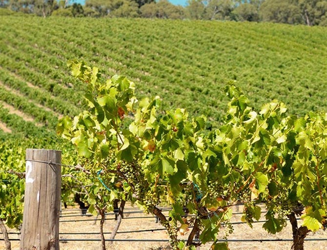 Australian Wine | Currency Creek wine region