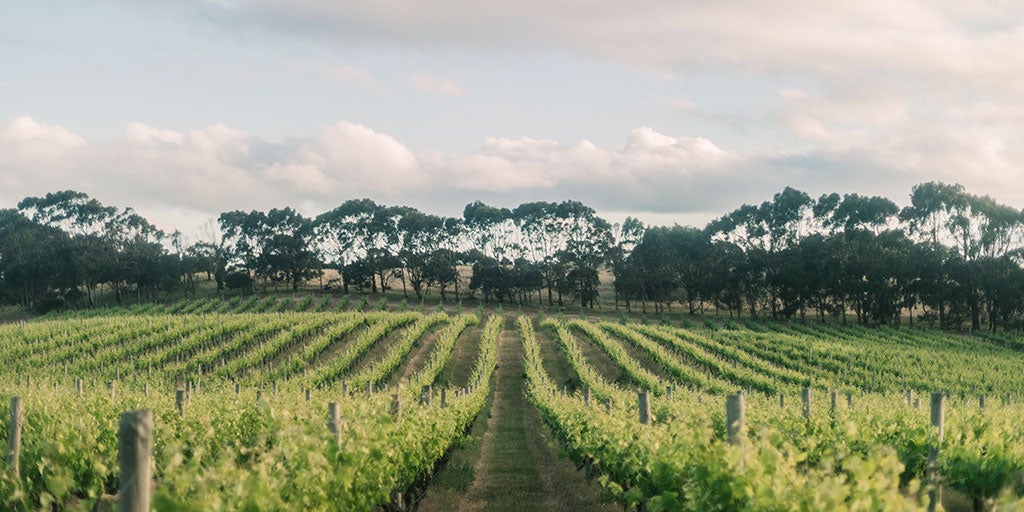 Australian Wine 