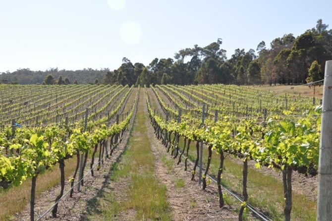 Australian Wine | Peel wine region