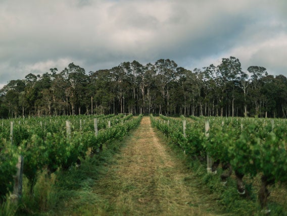 Australian Wine | Margaret River: rapid rise of a star region