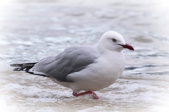 Silver Gull