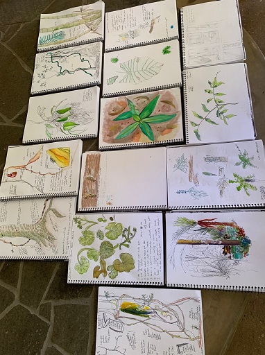 Nature journaling - what will you discover?