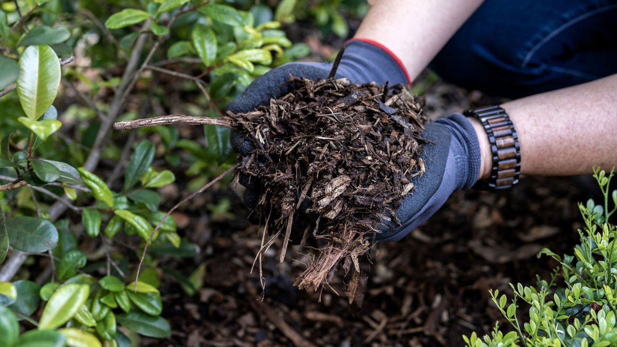 How To Breathe New Life Into Your Garden With Free Mulch OurSC