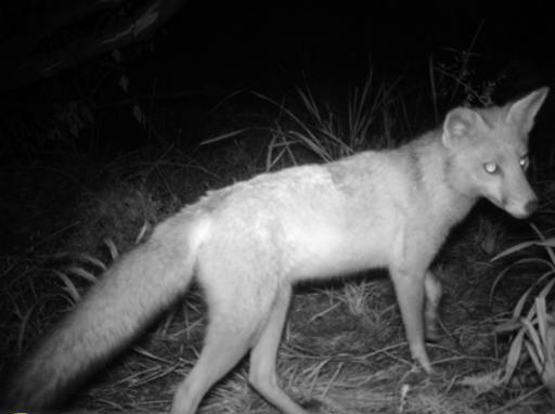 Priority invasive animals - European fox