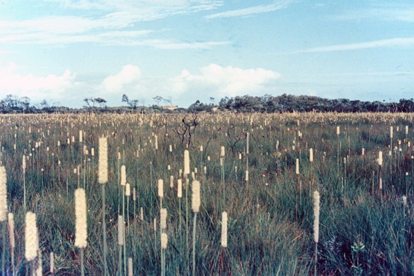 Backward Glance – A look back at Kawana’s evolution