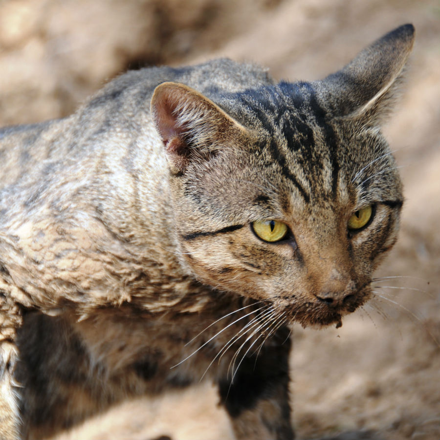 Priority invasive animals feral cat