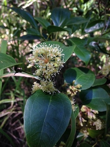 Image of Barbed wire vine weed