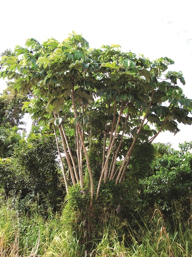 Mexican bean tree