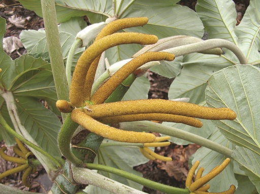 Mexican bean tree