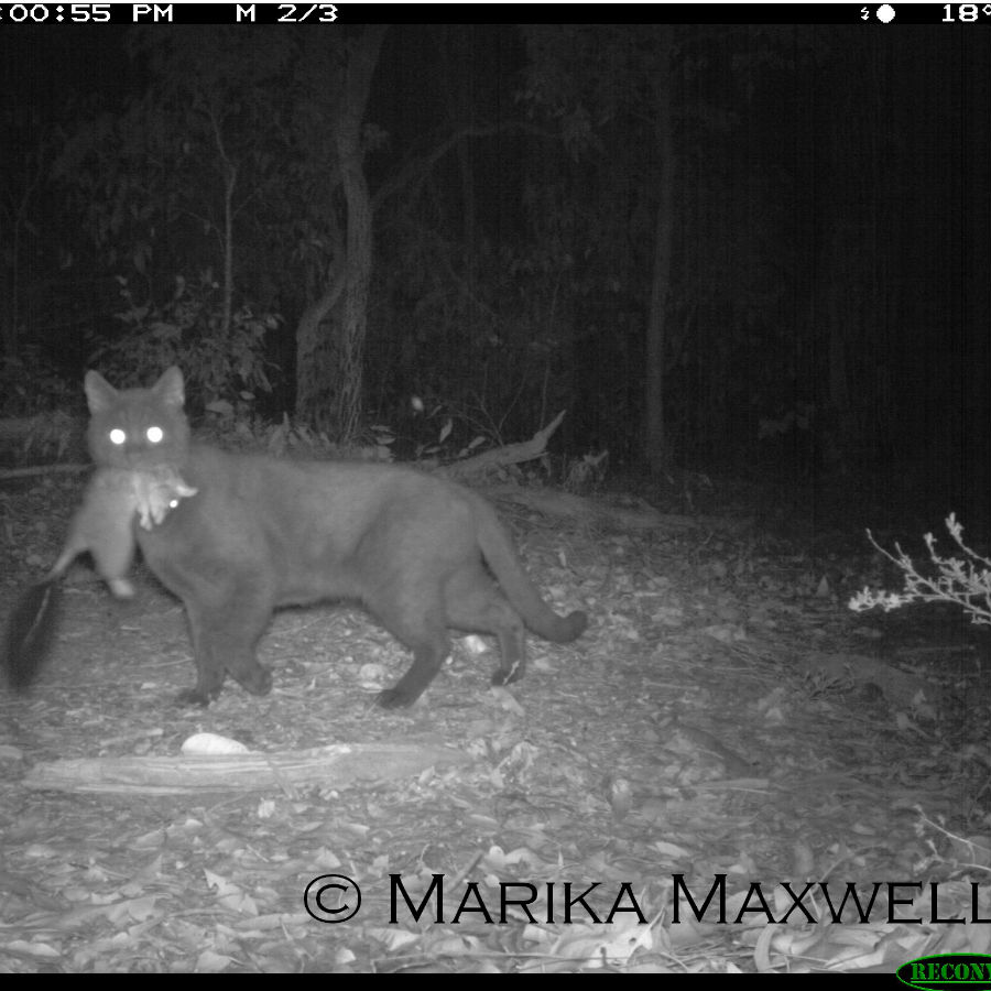 Priority invasive animals feral cat