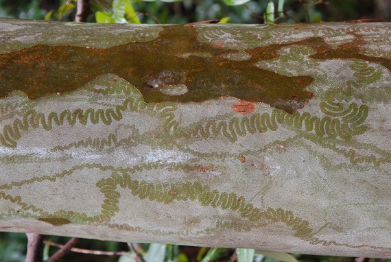 Red triangle slug