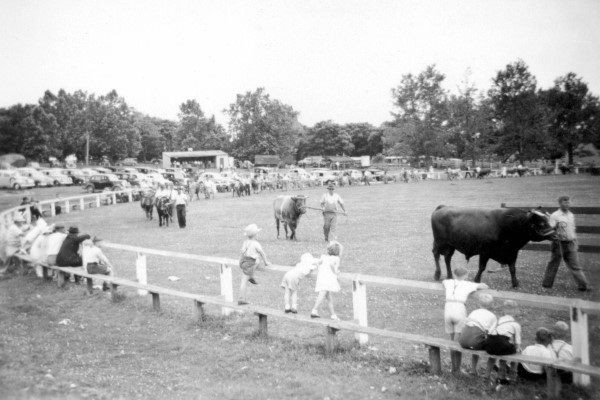 Backward Glance – 100 years on, the proud tradition of Kenilworth Show ...