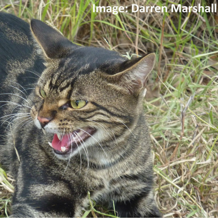 Priority invasive animals feral cat