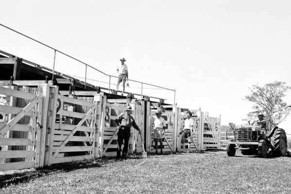 Backward Glance – 100 years on, the proud tradition of Kenilworth Show ...