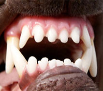 Man fined $5000 after dogs maul pet