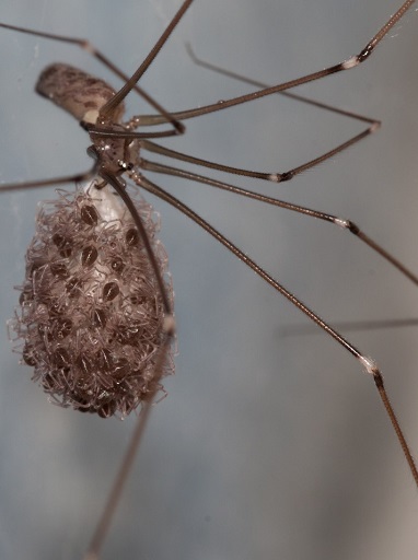 Daddy Long Legs Spider