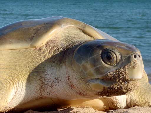 Flatback turtle